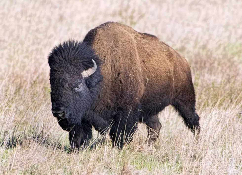 MNN Woman Learns The Hard Way – Bison’s Don’t Purr